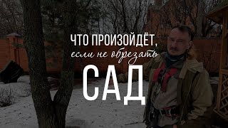 Обрезка сада, что будет если не делать её? Проблемы взрослых декоративных деревьев и как их решить.