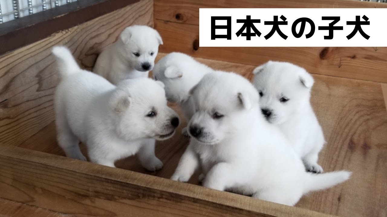 I Love みんなの動物園 藤岡ファミリーもメロメロ 日本犬の子犬たち Youtube