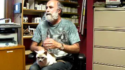 Watch the video about Are my Tonkinese Different?.MP4