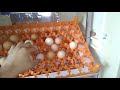 Kuluçkalık Yumurta Kaç Günlük Olması Lazım Ve Nasıl Muhafaza Edilir