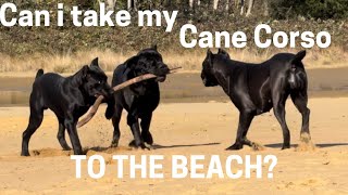 CANE CORSO off leash #canecorso #dogtraining #dog by Ivy League Cane Corso Kennel 922 views 5 months ago 1 minute, 57 seconds