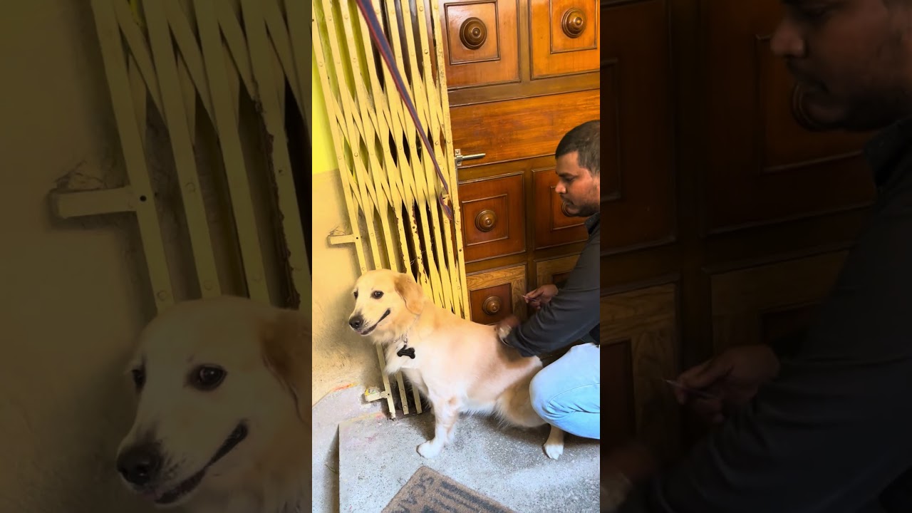 Golden Retriever vaccination #dogshorts #goldenretriever #dog #vaccinator