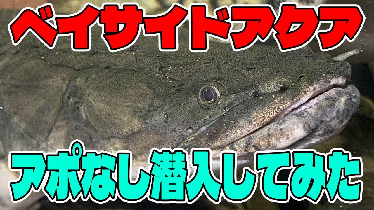 【ショップ訪問】ベイサイドアクア熱帯魚ショップで傷害事件発生？即動画削除？