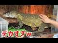 【規格外のナイルモニター登場】爬虫類ショップに行って今いる一点物生体を見せてもらった結果...
