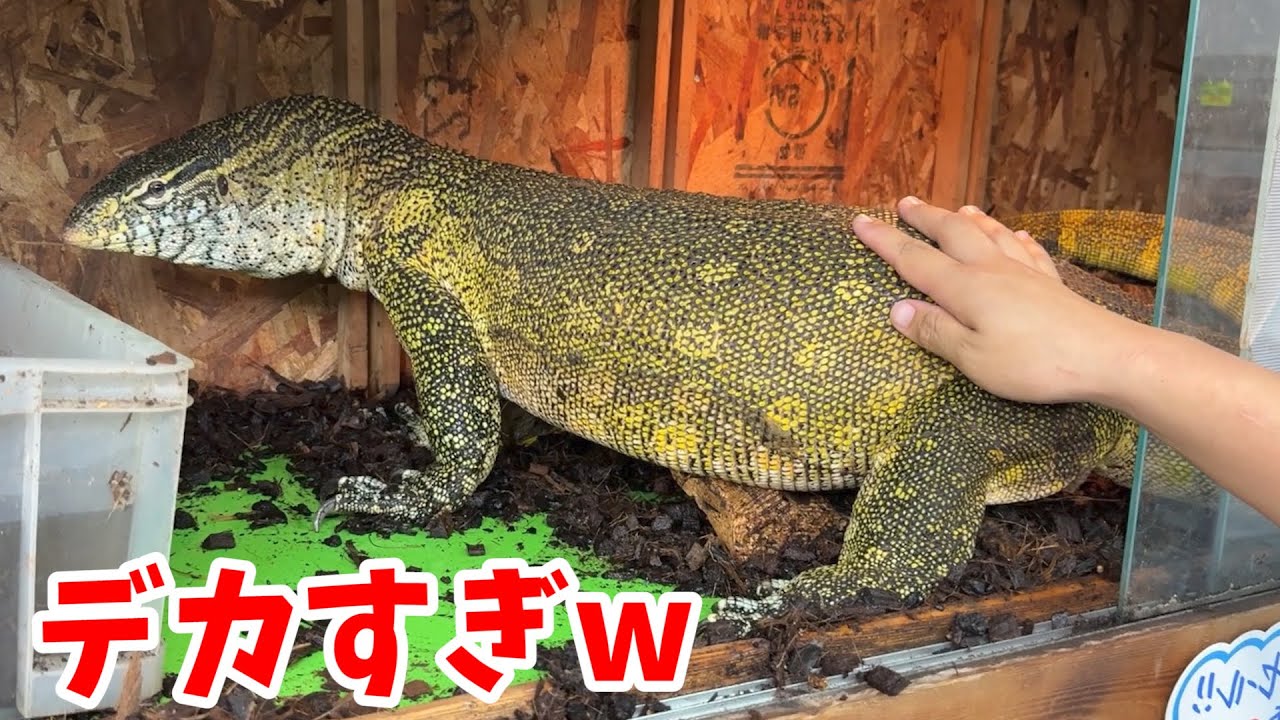 【規格外のナイルモニター登場】爬虫類ショップに行って今いる一点物生体を見せてもらった結果...