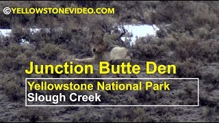 Yellowstone's Junction Butte's Wolf Den & Alpha Female Breaks Her Foot by Yellowstone Video 3,933 views 5 years ago 11 minutes, 56 seconds