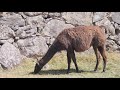 Me fui machu picchu per francisco shibata julio 2019