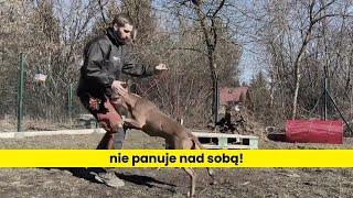 Piękny amstaff, ale nie panuje nad sobą