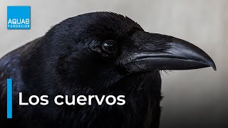 El CUERVO, una especie de AVE llena de SABIDURÍA