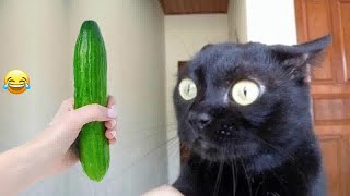 Guilty Dog and cat is so funny 🤣 Try Not to Laugh 🐶 2024