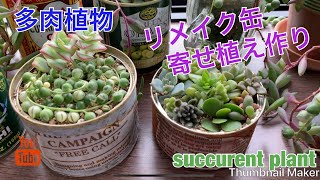 多肉植物 リメイク缶で寄せ植え作り