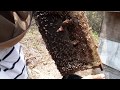 Insercion de celdas reales, apicultura en el mundo Honduras.