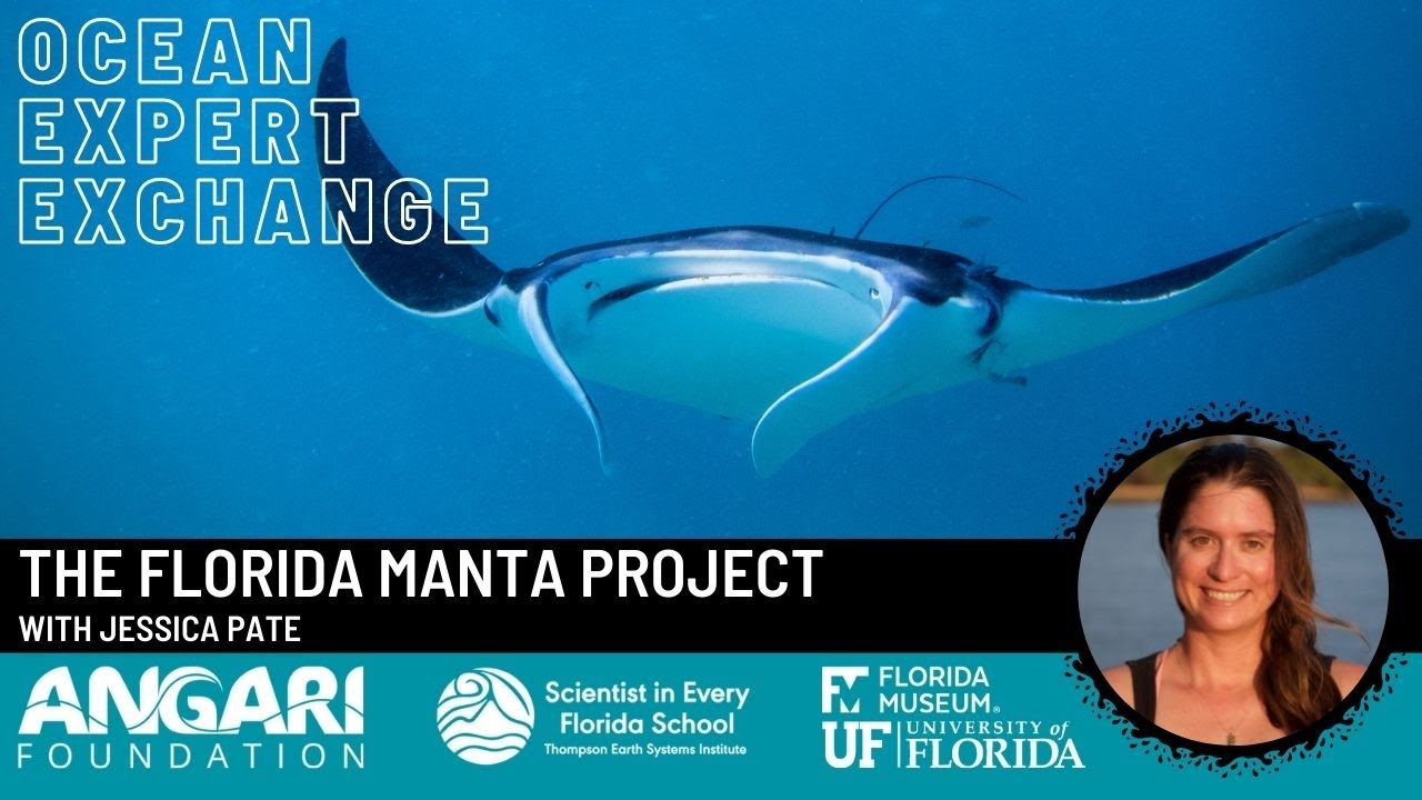 The Florida Manta Project — Marine Megafauna Foundation