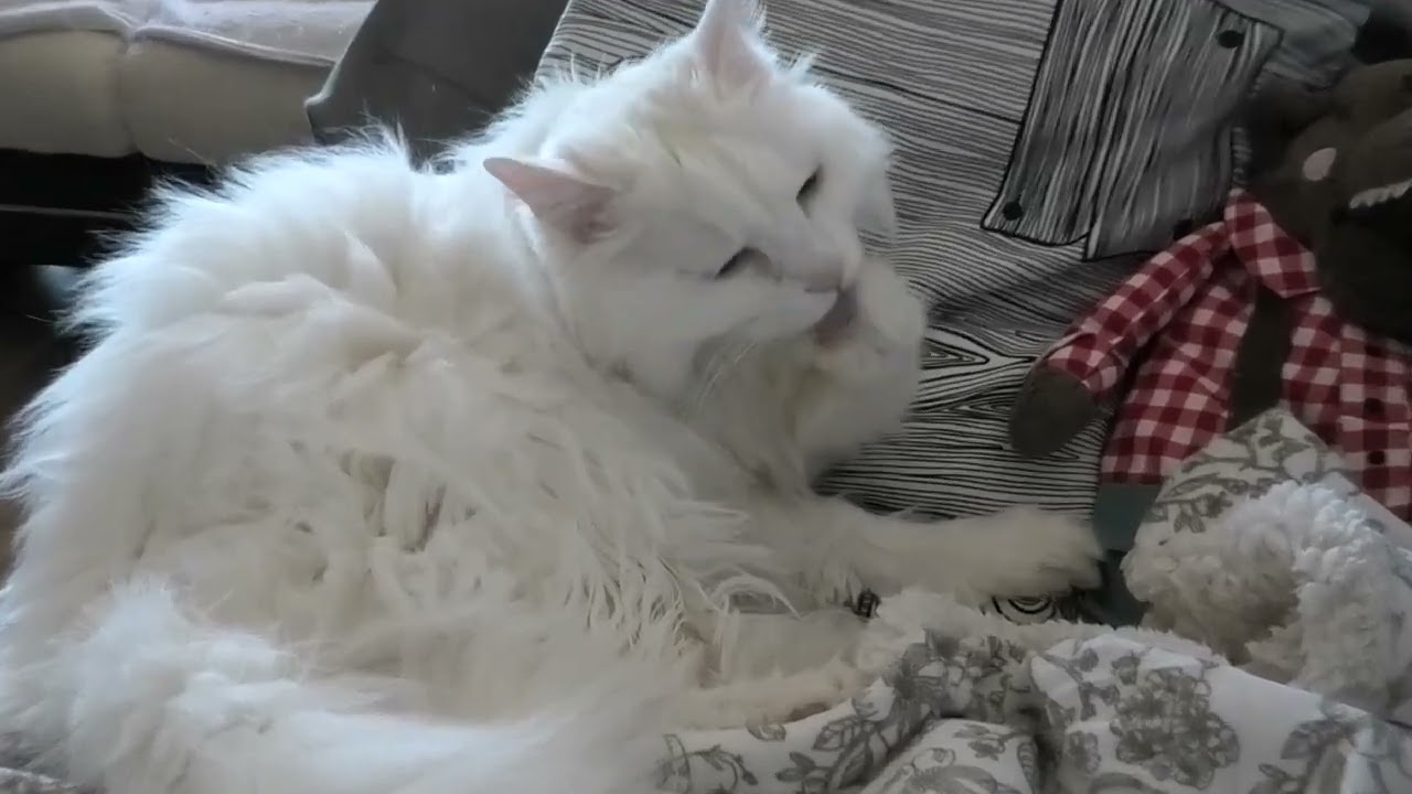 up-close MEOW grooming for 2 mins