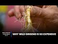 Why wild ginseng is so expensive  so expensive