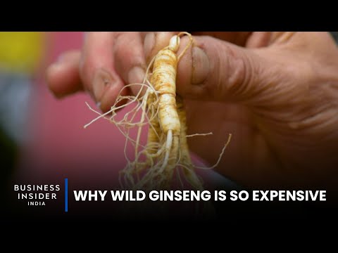 Video: Hvorfor kan ginseng løpe?