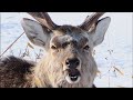 【真冬の北海道の旅 #7 番外編】普段雪が降らない静岡県に住んでるおっさんが冬の北海道で大はしゃぎしてしまう動画