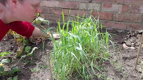 Breathworks: Becoming with Wheat by Amanda Couch