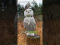 It Looks Harmless… But It’s a Top Predator #animalfacts #wildlife #owl #birds #wildlife