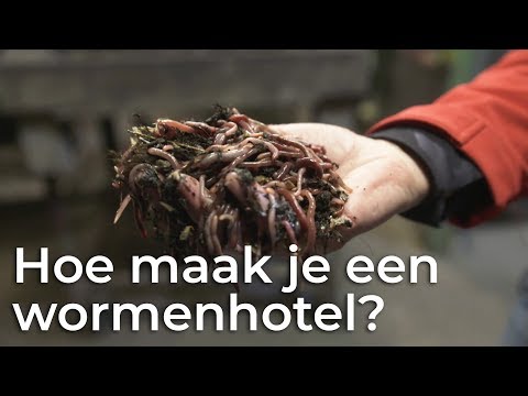 Video: Hoe Maak Je Een Levensboom?