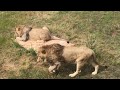 Терпение Султана и Гирея вознаграждены! Тайган. Lions brothers in Crimea!