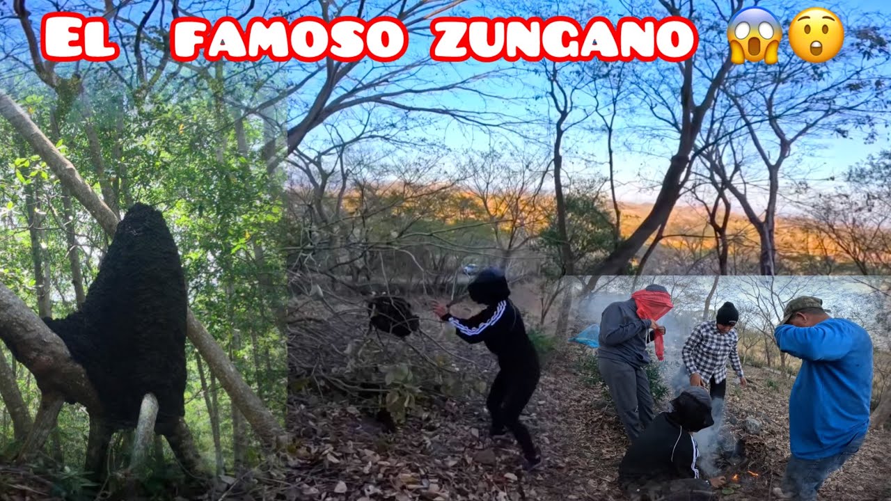 SACANDO UN ZUNGANO😱😲