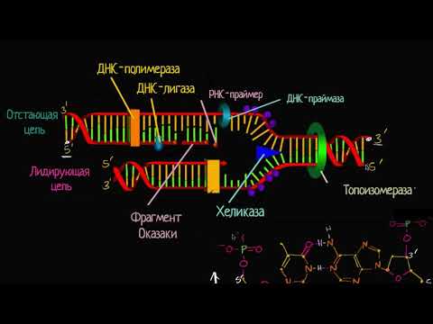 Лидирующая и отстающая цепи при репликации ДНК (видео 8) | ДНК. Молекулярная генетика | Биология