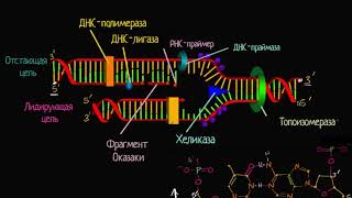Лидирующая и отстающая цепи при репликации ДНК (видео 8) | ДНК. Молекулярная генетика | Биология