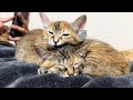 お昼に遊び疲れた子猫と先住猫たちの夜はこんな感じです…