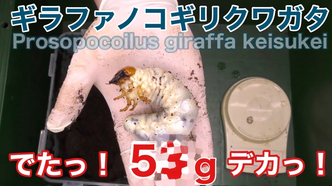 8th month] Giraffe stag beetle food exchange [Low temperature