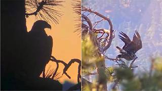 FOBBVCAM ~ A BEAUTIFUL BIG BEAR MORNING! SUB ADULT VISITS SURROUNDING TREES! SHADOW IN RT? 8.1.26