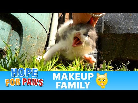 Video: Cara Menghentikan Kucing Serakah dari Scarfing Down Food