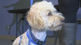 Long lost dog to be reunited with owner after 2 years