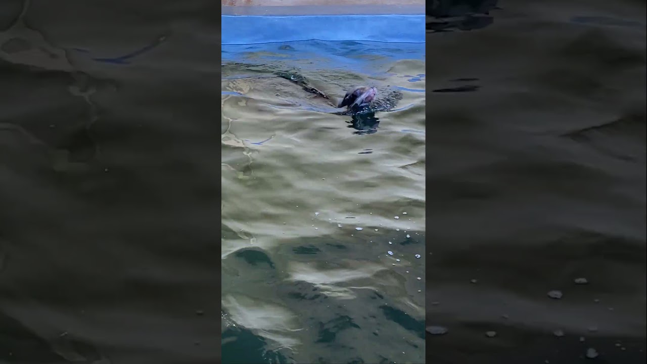 Salty the Sea Lion Swimming Laps