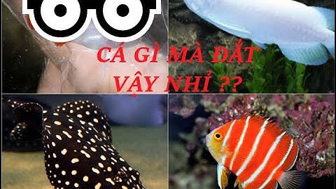 3 Loài Cá cảnh Đắt nhất THẾ GIỚI