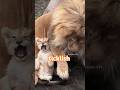 パパこしょばい🍂Dad just adores his daughter.#shorts #lion #cute