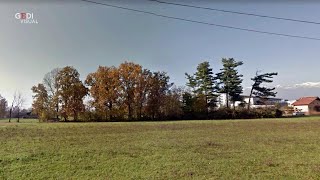 Biella la quercia abbattuta firma un accorato appello Risparmiate le mie sorelle