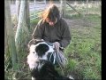 Border collie Rescue - A useful dog 5
