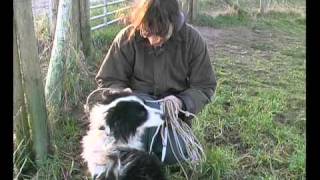 Border Collie Rescue - A Useful Dog - Episode 5 by BorderCollieRescueUK 28,581 views 13 years ago 8 minutes, 52 seconds