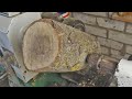 Woodturning - a Log of Old Walnut