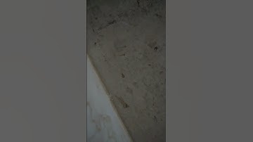 أوائل سورة القلم ..