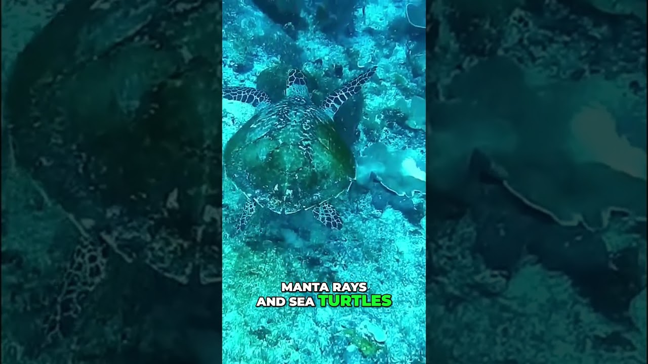 Buzeruto Archipelago: Paradise Found! Diving, Beaches, & Island Life! #shorts