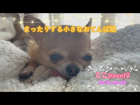 【極小チワワ】我が家の小さなおてんば娘はまったりする!!