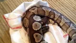 08/05/14 Ball Python Unboxing