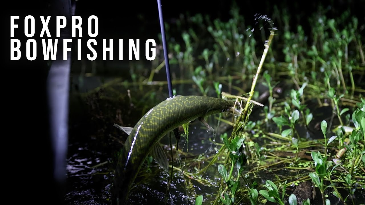 Bowfishing with the NEW FOXPRO Mudcutter Lights! 