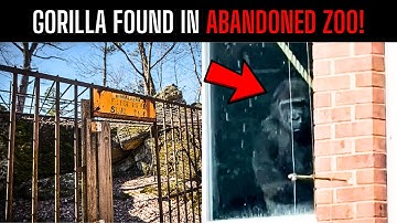Gorilla