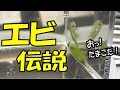 【エビ伝説？ カワイイエビちゃんつかまえましたｗ】（くろねこチャンネル）