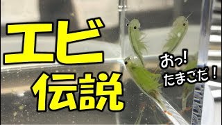 【エビ伝説？ カワイイエビちゃんつかまえましたｗ】（くろねこチャンネル）