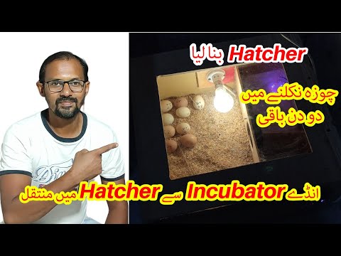 I Made An Automatic Hatcher. Only Two Days Left In Chicks Hatching ...