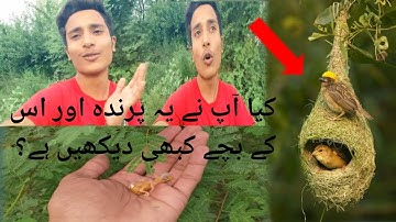 Baya Weaver bird babies and eggs | Baya Weaver bird all information | Wild baya Weaver bird nest